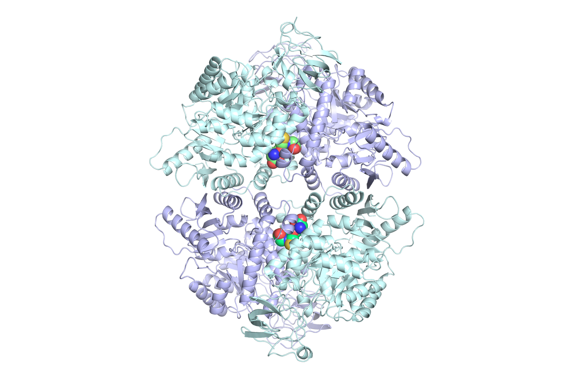 The binding of glutathione (GSH) to pyruvate kinase M2 (PKM2) stabilizes the enzyme in its most active tetrameric form.